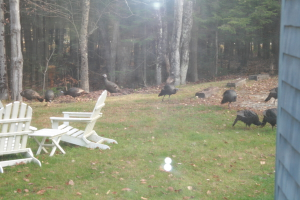 Turkeys Turkeys